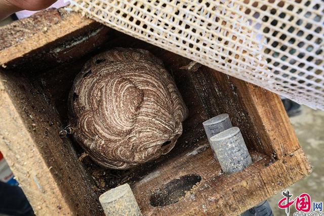 滇西秘境·云南生物多样性主题采访行｜胡蜂养殖成致富经 防虫增收可双赢