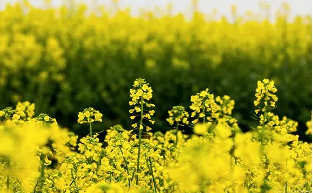 喷香的虾稻米、鲜美的小龙虾、芳香的油菜花，阜南白集村就在这里