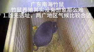 养殖竹鼠(竹鼠养殖，其实没有想象那么难)