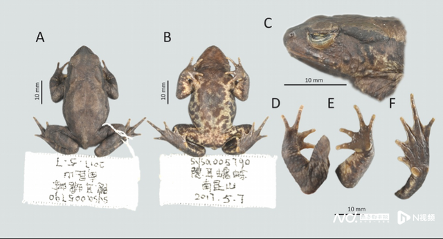 广东溪蟾！惠州南昆山发现新物种