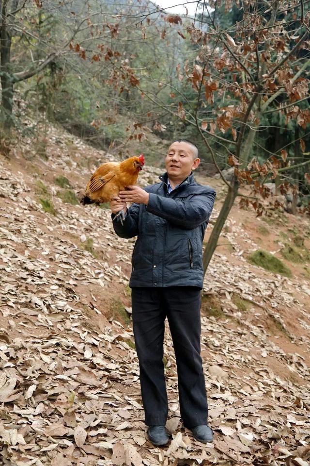 怀化市第五届人大代表杨世兵：引领乡亲养殖生态土鸡“摘穷帽”