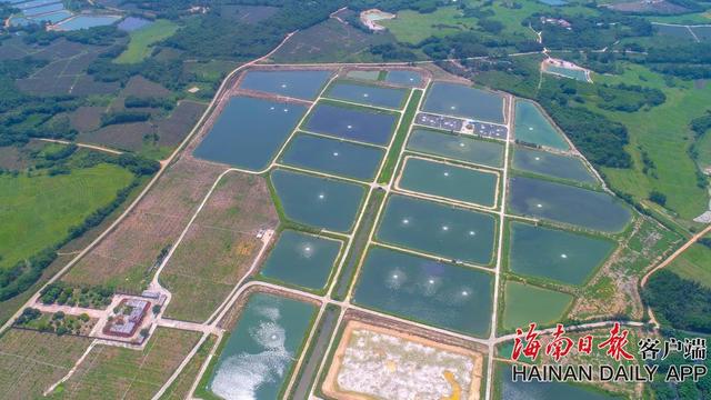 组图｜高空航拍文昌市锦山镇湖山溪尾罗非鱼养殖场