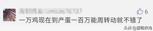 养1万蛋鸡一年收入100万？网友：赚大发了！蛋友：别再骗人养鸡了