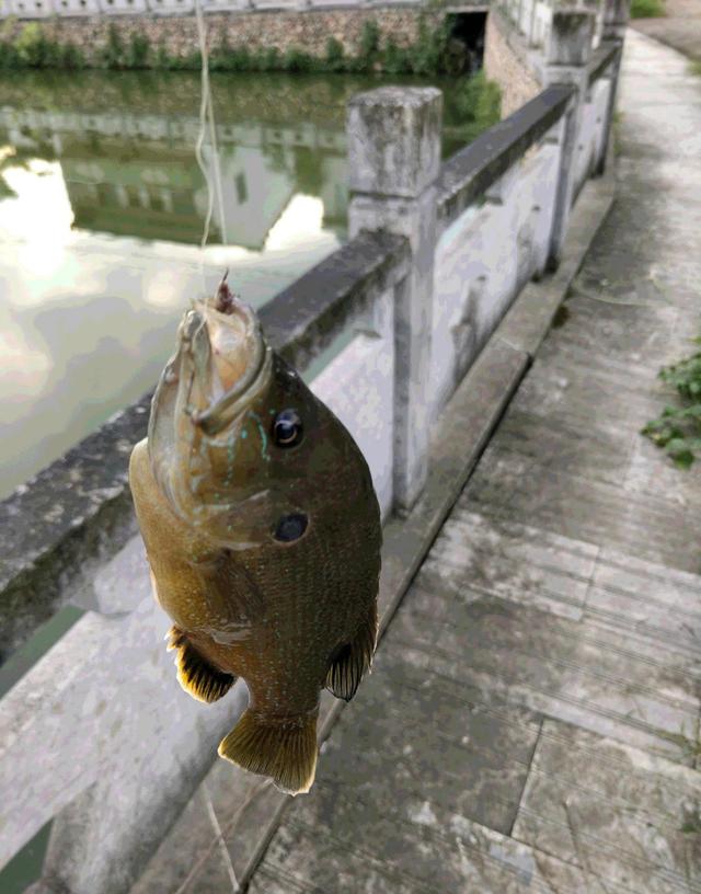 什么都吃！浙江台州，太阳鱼继续蔓延，鱼肚里常能剖出其他鱼类