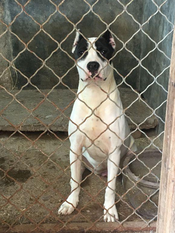 酷姿显摆的杜高犬看上去也别有一番情调、纯种杜高犬养殖基地