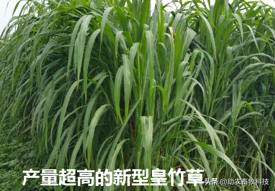 南方为什么推荐种植多年生牧草养殖牛羊猪鸡鸭鹅？