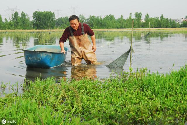 池塘养殖的鱼达不到产量，浮游植物的培养是关键