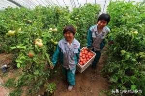 鹅粪养殖蚯蚓(这两种肥料用来种植蔬菜你用过吗？无毒无害，那才叫一个好)