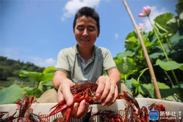 贵州毕节：荷塘养虾富农家