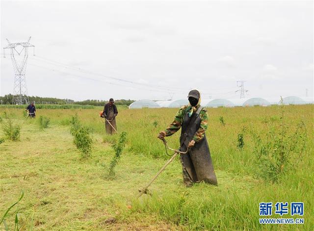 “蚯蚓工厂”串起生态循环农业产业链