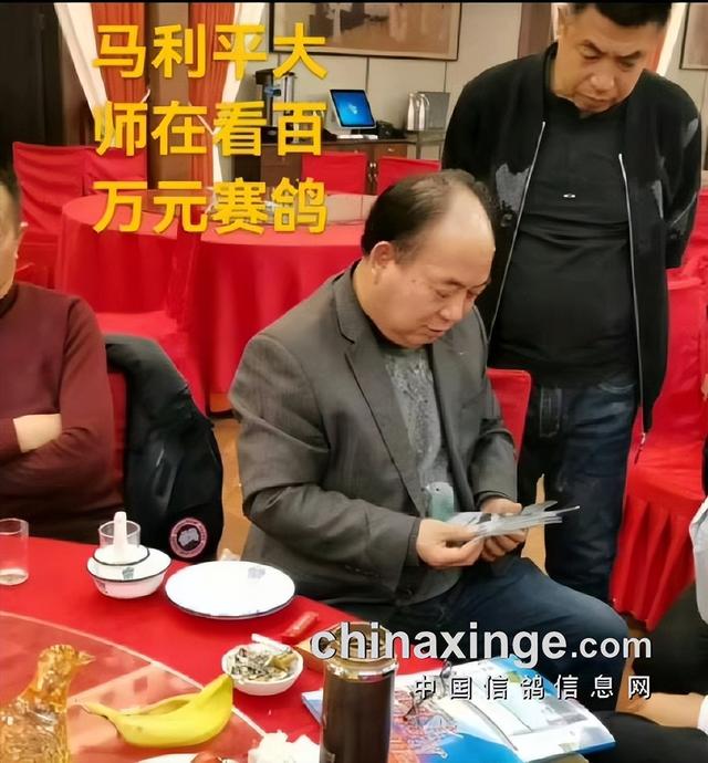 大明宫鸽业马利平：从斗鸟王到公棚鸽王！