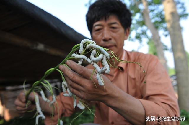 大蚕期管理不当，可使蚕茧产量下降50%以上，8个饲养要领需要掌握