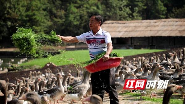 永州新田：建成万羽朗德鹅种鹅基地 打造高端鹅肥肝品牌