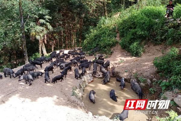 永州祁阳：放养黑香猪 山林奔小康