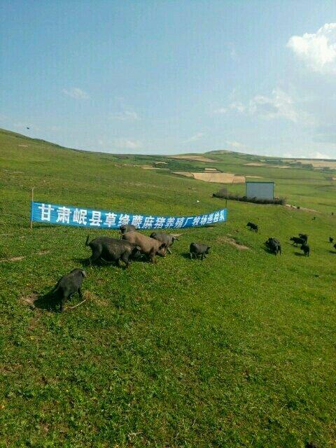 甘肃岷山草甸山坡半野生的蕨麻猪，来自草原的美味！