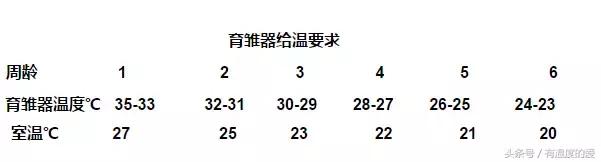 【建议新手】黑羽绿壳蛋鸡养殖技术