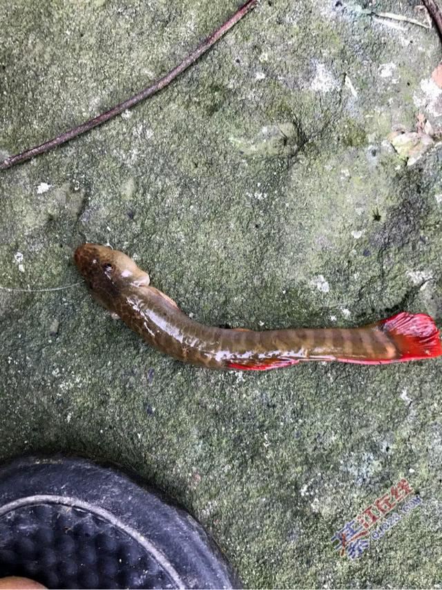 河道退水过后，有一种鱼开始泛滥了，红色的尾巴很值钱