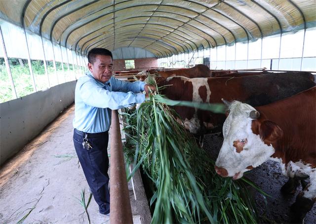 江西湖口：肉牛养殖助力乡村振兴