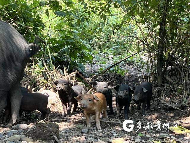 三都“跑山猪”跑出乡村振兴幸福路