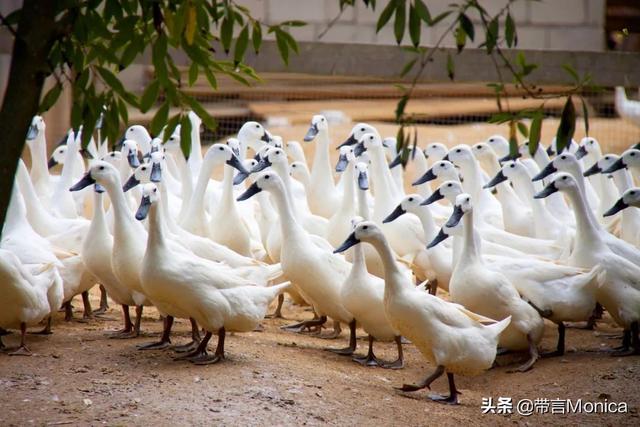 盛夏补益 左不过一只鸭子 这润燥滋补的足龄连城白鸭是必要的装备