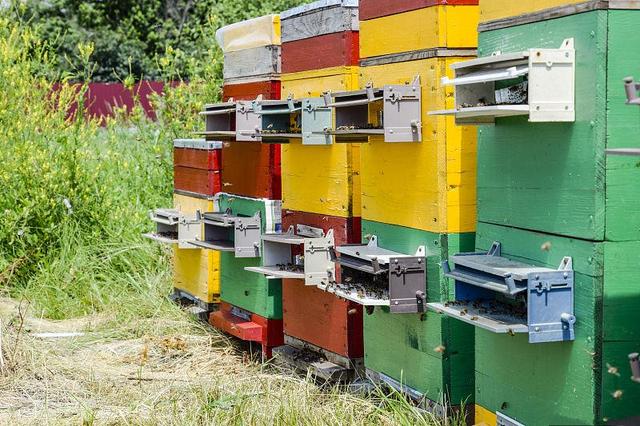 蜜蜂养殖技术｜购买蜂群的方法