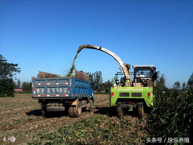 各类农作物秸秆的加工方式，养牛选择哪类秸秆最好？