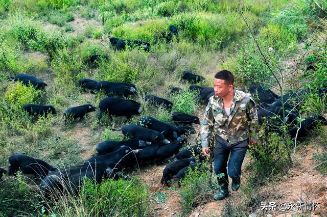 江西永新：养殖生态香猪 助力乡村振兴