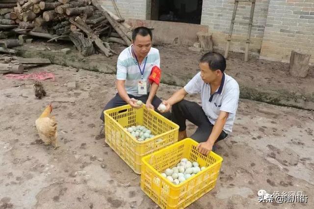 靠饲养蛋鸭，容县一男子从欠债万元的贫困户变成村里致富带头人