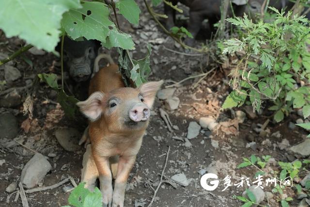 三都“跑山猪”跑出乡村振兴幸福路