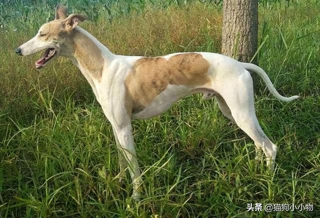 “山东细犬”——真正的华夏名狗，养过的都欲罢不能