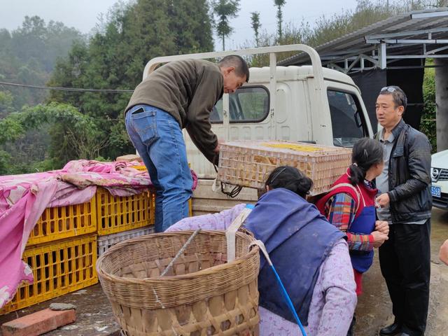 浙东白鹅入住川南新家，秀洲屏山打开共富新蓝图