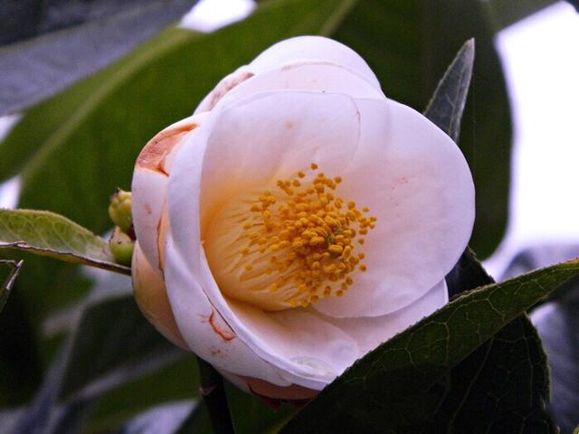 耐冬（青岛市市花）ll 叶硬经霜绿，花肥映雪红