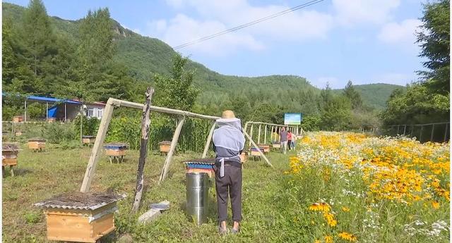 宽甸养蜂人的幸福时刻