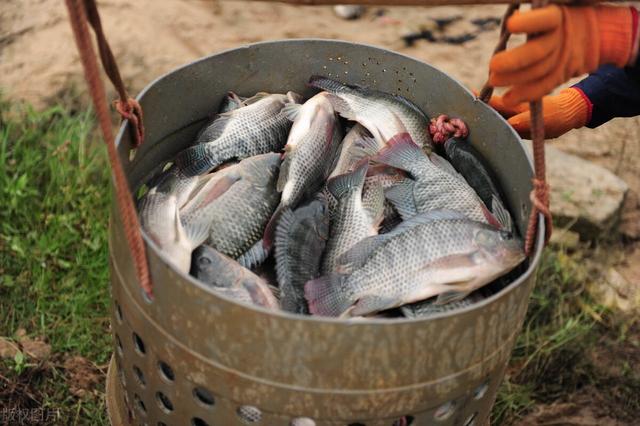 3年才养成的脆肉鲩，为什么非要喂蚕豆？