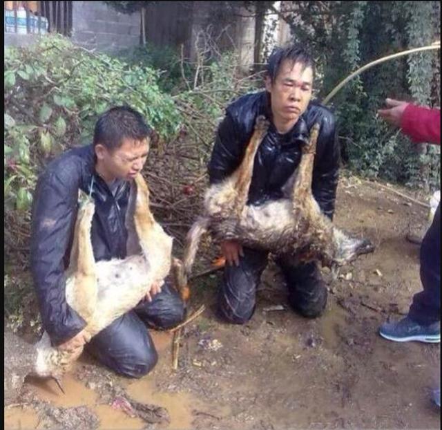 99%的狗肉都是毒死的？肉源不合规现状下，未来可能吃狗肉合法吗