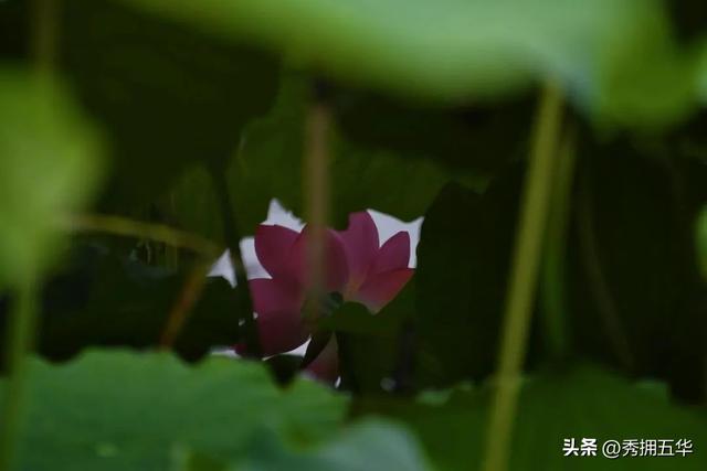 翠湖：十亩荷花鱼世界 夏日赏荷正当时