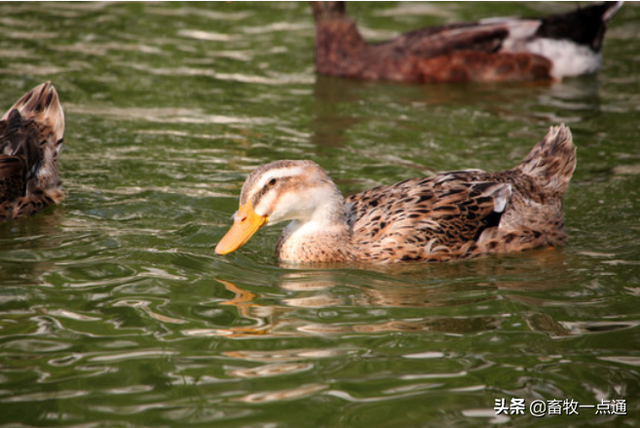 种用番鸭的饲养管理