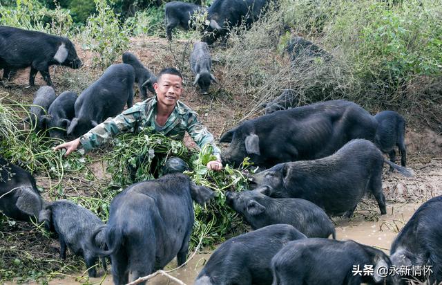 江西永新：养殖生态香猪 助力乡村振兴