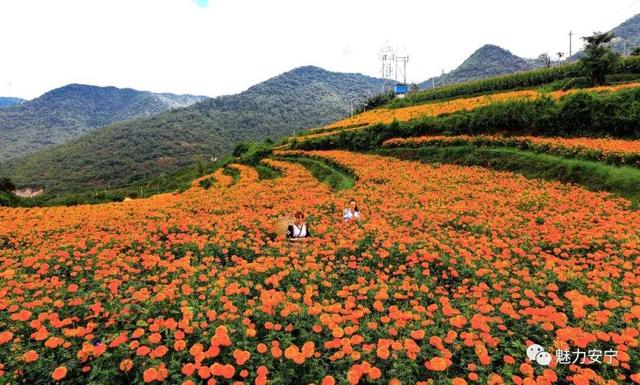 安宁密马龙村260余亩万寿菊竞相绽放