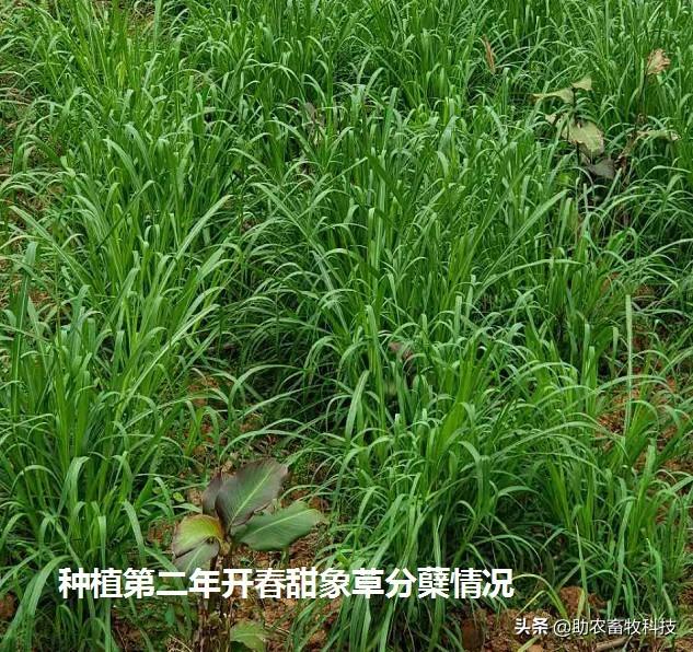 南方为什么推荐种植多年生牧草养殖牛羊猪鸡鸭鹅？