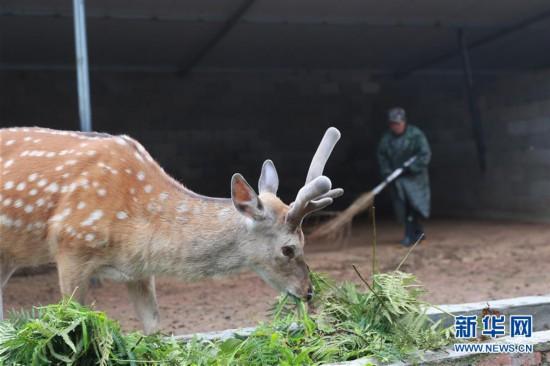 贵州纳雍：梅花鹿养殖托起致富梦