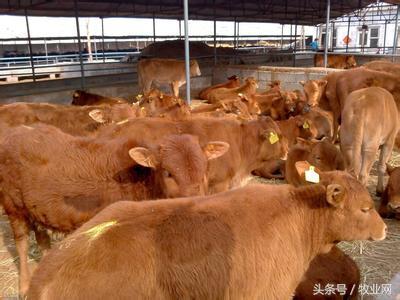 教你如何高效养牛   肉牛高效养殖技术和方法