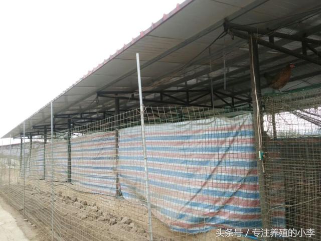 农家自营土鸡养殖，这样搭建鸡舍，更受欢迎和追捧