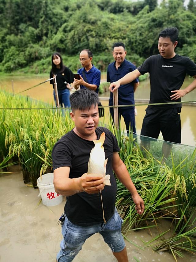 种生态稻 养禾花鱼，湖南稻渔综合种养“双丰收”