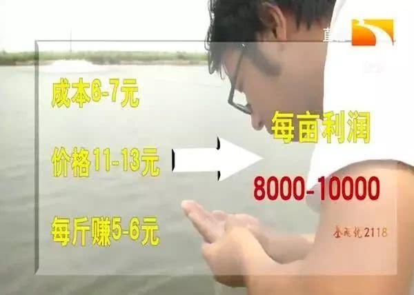 黄颡鱼价格上涨卖到13块一斤，亩收益达到1万！特种鱼也开始供不应求