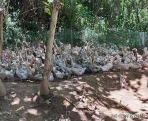 蛋鸭养殖厂(湖南这个蛋鸭养殖场采用专用复合益生菌鸭蛋香，鸭场不臭鸭病少)