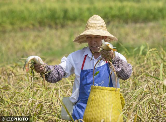 多种养殖助增收