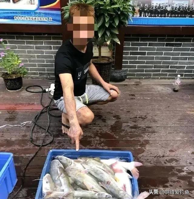 芝麻剑鱼，鱼中“珍品”，如今却稀少到野外几乎灭绝！