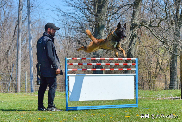 马犬应该如何训练，这4点精髓，让你成为专业的马犬驯养师