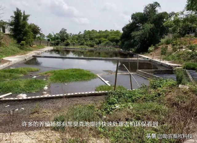 短时间处理掉养殖场大量废水（粪水）技术，不需设施投入